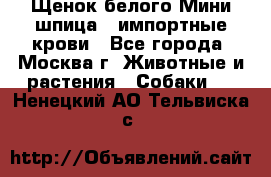 Щенок белого Мини шпица , импортные крови - Все города, Москва г. Животные и растения » Собаки   . Ненецкий АО,Тельвиска с.